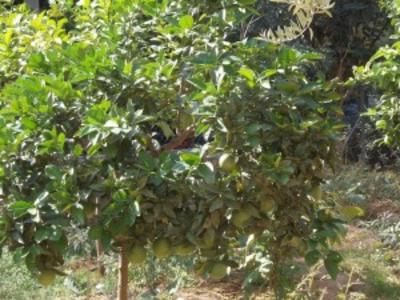Ελεύθερο Αυτοδιαχειριζόµενο Πάρκο Ναυαρίνου και Ζωοδόχου Πηγής – Εμείς, Εδώ και Τώρα και για Όλους Εμάς