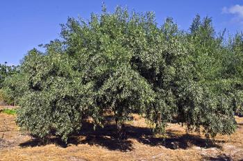 Αγρός Φυσικής & Οργανικής Καλλιέργειας – Αξιόκερσα