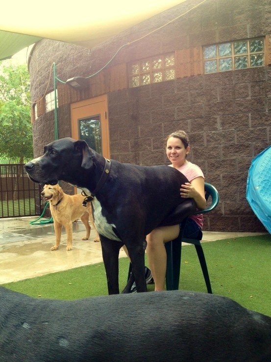 21 Dogs Who Dont Realize How Big TheyAre