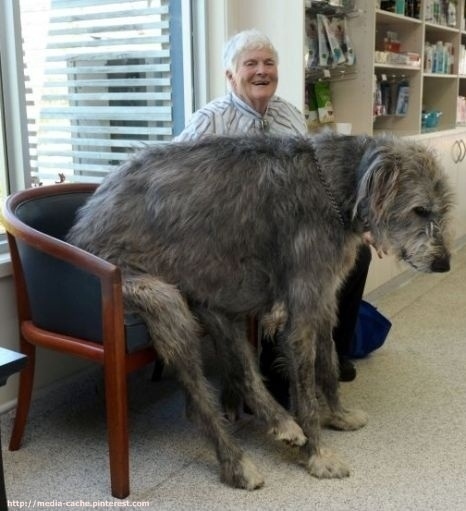21 Dogs Who Dont Realize How Big TheyAre