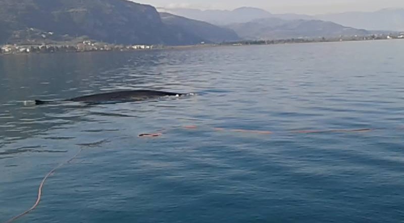 Φάλαινα έκανε βόλτες στα Καμμένα Βούρλα - Την είδαν ψαράδες να περνάει δίπλα τους - Δείτε φώτο!