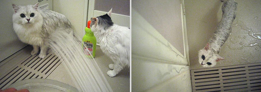 Αυτές οι γάτες δεν γουστάρουν καθόλου το νερό (ΦΩΤΟ)
