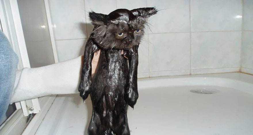 funny-wet-cats-25