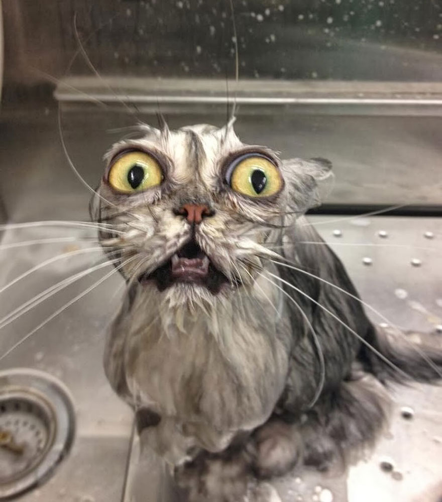 funny-wet-cats-36