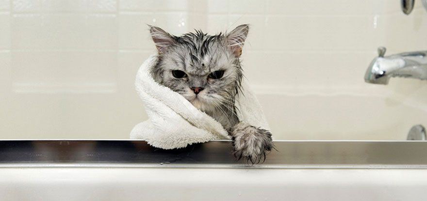 funny-wet-cats-37