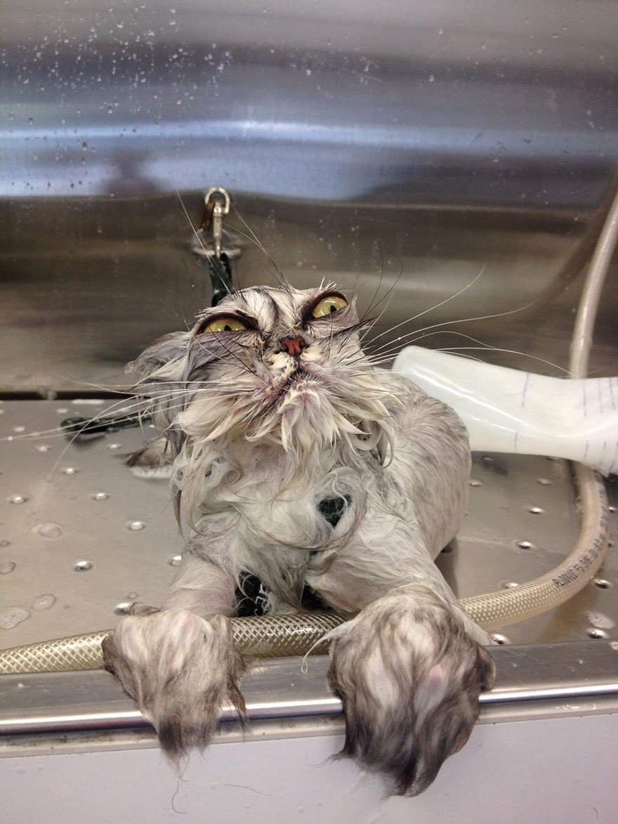 Αυτές οι γάτες δεν γουστάρουν καθόλου το νερό (ΦΩΤΟ)