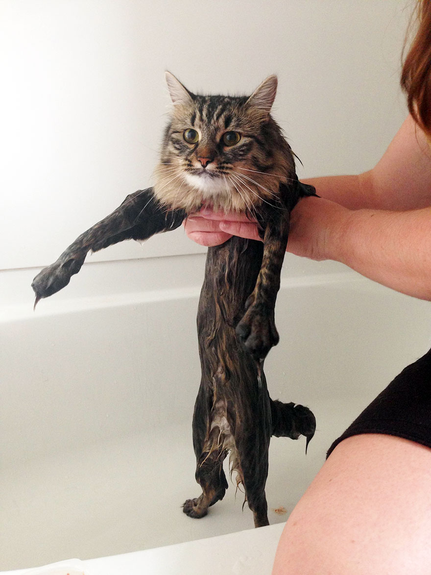 funny-wet-cats-9-2