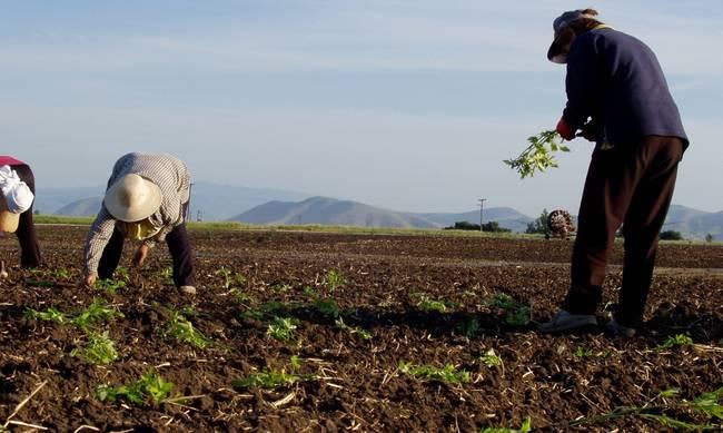 Το πρόγραμμα για τους "Νέους Γεωργούς" στη Στερεά Ελλάδα