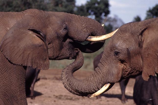 Γιατί οι ελέφαντες καταργούν τους χαυλιόδοντες