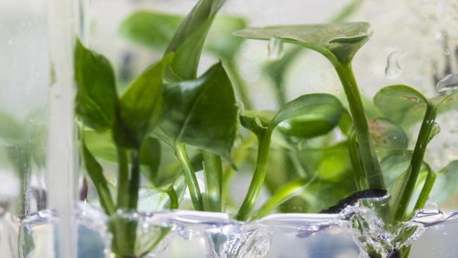 Γενετικά τροποποιημένο φυτό καθαρίζει τον αέρα εσωτερικού χώρου