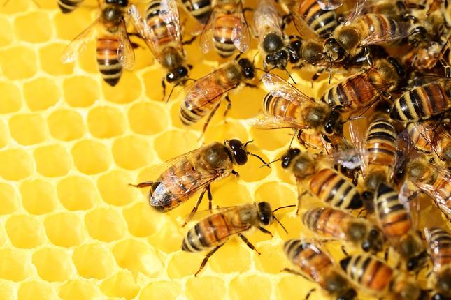 Έως 21 Ιανουαρίου αιτήσεις για τα προγράμματα μελισσοκομίας 2019
