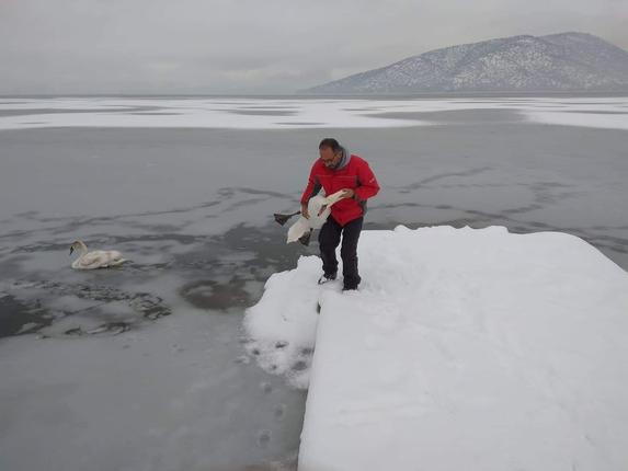 Επιχείρηση διάσωσης εγκλωβισμένων πουλιών από την παγωμένη λίμνη της Καστοριάς
