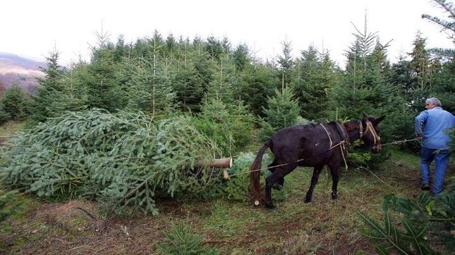 Ο δήμος που ανακυκλώνει τα χριστουγεννιάτικα δέντρα