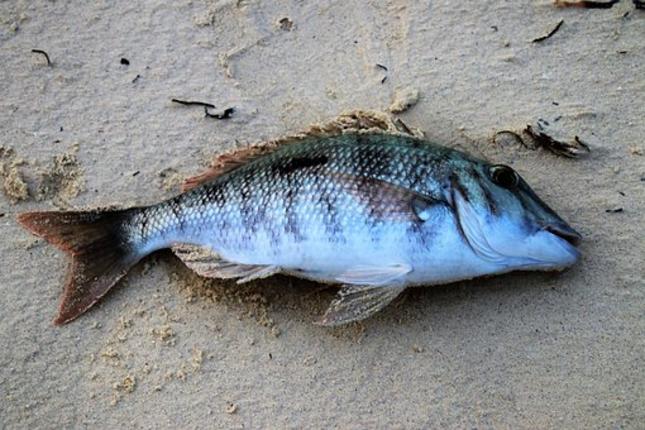 Περιβαλλοντική βόμβα με πάνω από ένα εκατομμύριο νεκρά ψάρια