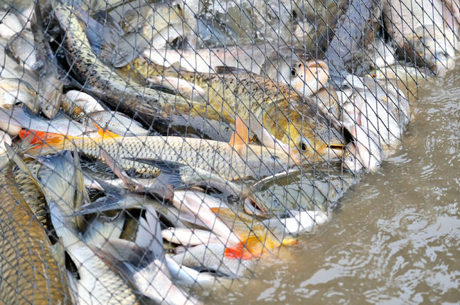 Φρικτές σκηνές δείχνουν ψάρια να ασφυκτιούν μέχρι θανάτου στις εργοστασιακές φάρμες