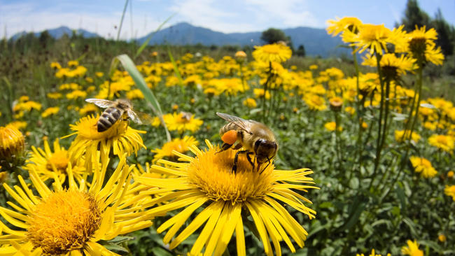 «Σώστε τις μέλισσες!», το κίνημα που μαζεύει υπογραφές για την προστασία τους