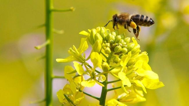 «Σώστε τις μέλισσες» - Ένα ψήφισμα που θα οδηγήσει σε δημοψήφισμα