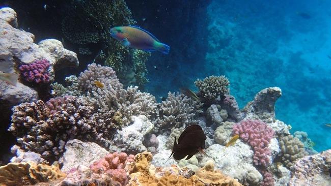 Εντοπίστηκε ο πρώτος κοραλλιογενής ύφαλος στη Μεσόγειο