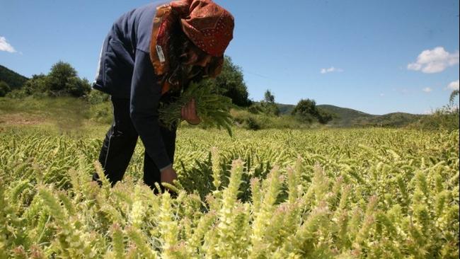 Δρομολογείται η πρωτοβουλία για την καλλιέργεια αρωματικών - θεραπευτικών φυτών, σε εγκαταλειμμένες γεωργικές εκτάσεις από ανέργους