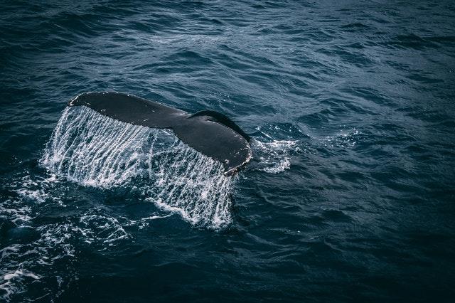 Φάλαινα πέθανε από "γαστρικό σοκ" - Είχε στο στομάχι της 40 κιλά πλαστικές σακούλες