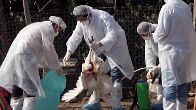 Ευθανασία 12.000 πουλερικών-Εντοπίστηκε εστία της γρίπης "Η5"