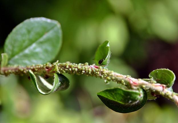 Μελίγκρα: 5 τρόποι για να καταπολεμήσετε το πιο διαδεδομένο έντομο του κήπου