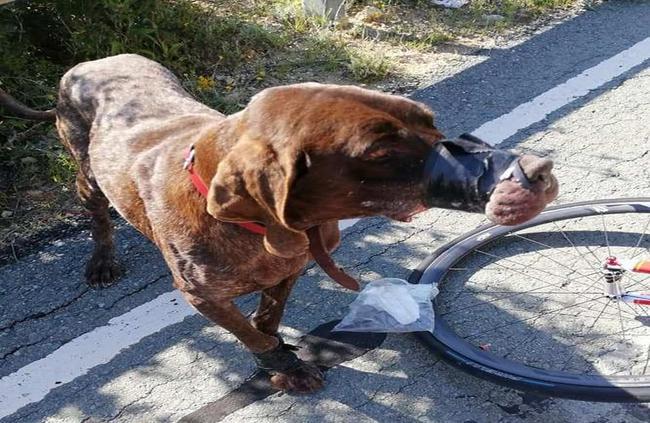 Έγκλημα στην Κύπρο: Τύλιξαν με ταινία το στόμα ενός σκύλου και το έριξαν σε γκρεμό