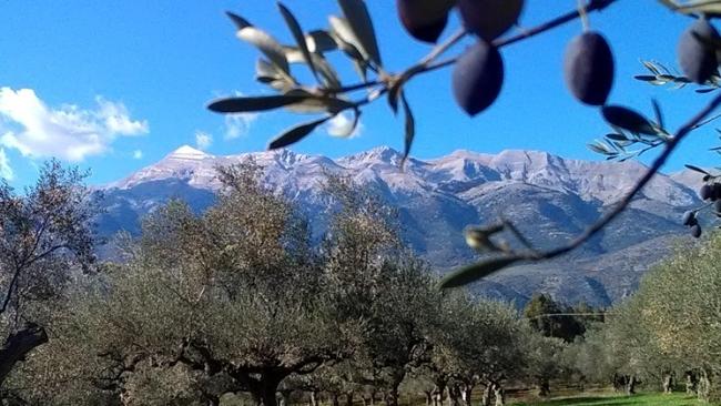 Ελληνική Γη: Ποιο δέντρο της αποτελεί "χρυσάφι" (Βίντεο)