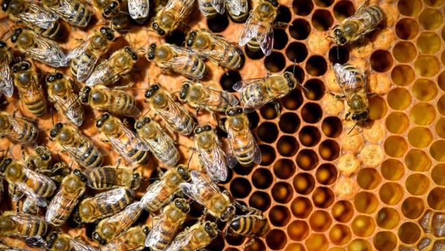 Ζωντανές οι μέλισσες της Παναγίας των Παρισίων - Πως κατάφεραν να σωθούν