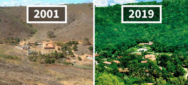 Ζευγάρι στη Βραζιλία αναγέννησε κατεστραμμένο δάσος, φυτεύοντας δέντρα για 20 χρόνια (Φώτο)