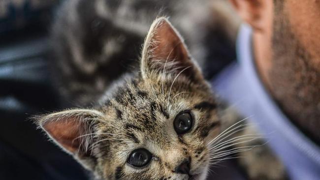 Κτηνωδία στην Κρήτη: Σούβλισαν ένα μικρό γατάκι