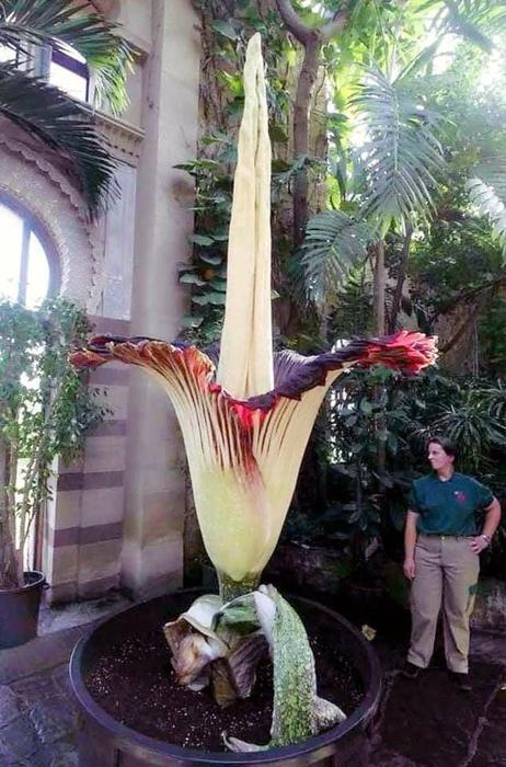 Amorphophallus Titanium: Το μεγαλύτερο λουλούδι στον κόσμο