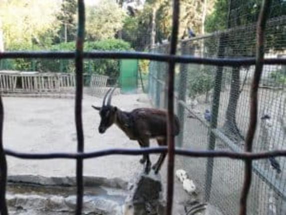 Οι άθλιες συνθήκες του ζωολογικού κήπου στον Εθνικό Κήπο