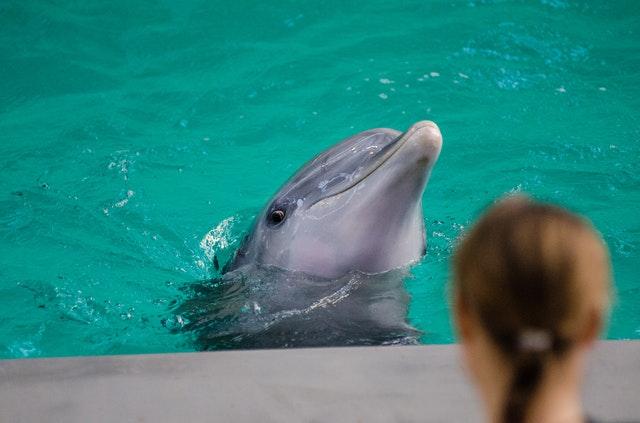 "Αδειάστε τις δεξαμενές"! Διαμαρτυρία στο Αττικό Πάρκο ενάντια στην αιχμαλωσία των δελφινιών