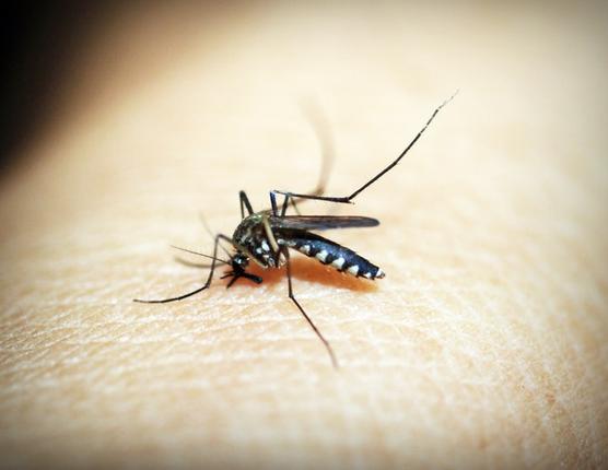 Προσοχή σε κουνούπια και στα κρούσματα του ιού του Δυτικού Νείλου συνιστά ο ΕΟΔΥ