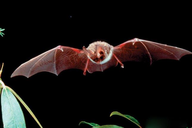 Πρόγραμμα προστασίας νυχτερίδων στην περιοχή των σηραγγών της Παναγοπούλας