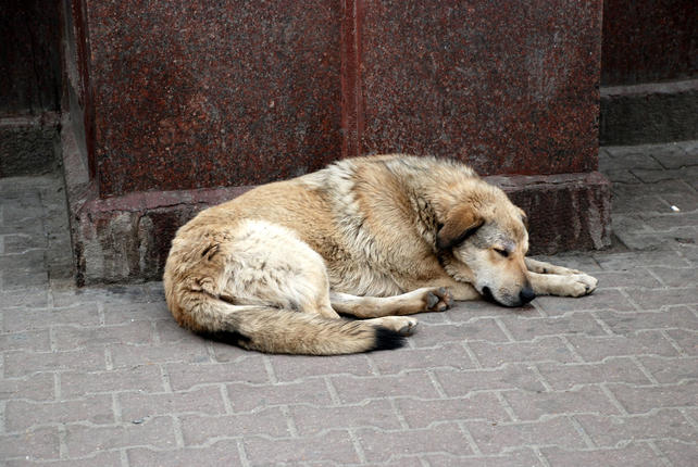 Πρόγραμμα "Φιλόδημος II": Είκοσι εκατ. ευρώ στους δήμους για καταφύγια αδέσποτων ζώων
