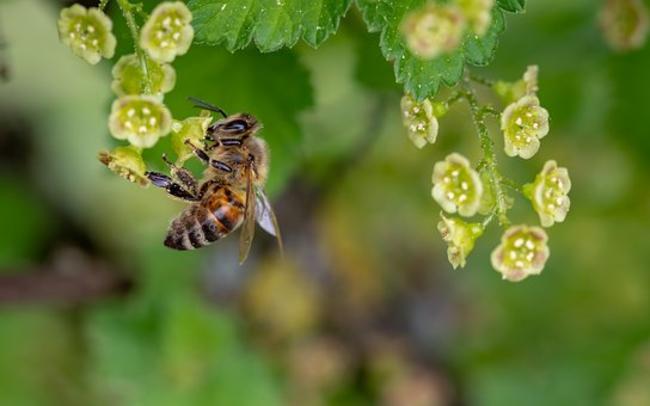 Δραματική μείωση: Χάθηκαν πάνω από 89.000 αποικίες μελισσών τον περσινό χειμώνα