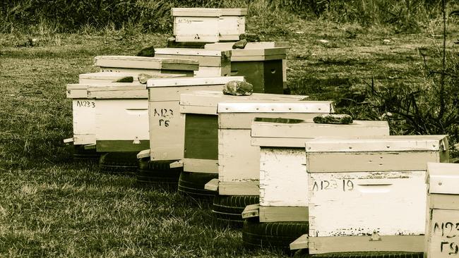 Με 120 εκατ. ευρώ θα ενισχυθεί τα επόμενα τρία χρόνια ο κλάδος της ευρωπαϊκής μελισσοκομίας