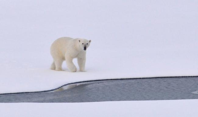 Εξουθενωμένη πολική αρκούδα αναγκάστηκε να αναζητήσει τροφή εκατοντάδες χιλιόμετρα μακριά από το περιβάλλον της