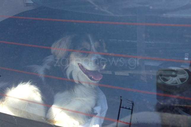 Χανιά: Άφησαν το σκύλο να ψήνεται στο πορτ-μπαγκαζ και πήγαν για ψώνια (Φώτο)