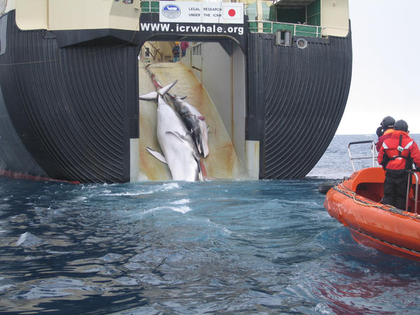 Ιαπωνία: Ξεκινά σήμερα μετά από 30 χρόνια το κυνήγι των φαλαινών - "Λιχουδιά" θεωρείται για τους Ιάπωνες - Διεθνής κατακραυγή