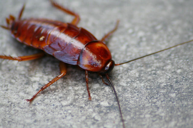 Ασταμάτητες πλέον οι κατσαρίδες - Δεν θα τους κάνουν τίποτα τα εντομοκτόνα