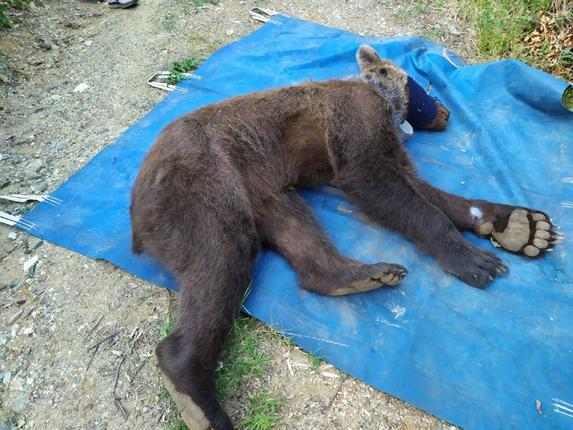 Ο ΑΡΚΤΟΥΡΟΣ έσωσε τον Ερμή από παράνομη παγίδα για αρκούδες (ΦΩΤΟ)