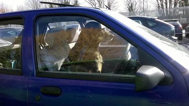 Τώρα με την ζέστη ζώα ποτέ μόνα τους στο αμάξι! - Ένα βίντεο ευαισθητοποίησης από τη Ζωοφιλική Ένωση Ηλιούπολης (ΒΙΝΤΕΟ)