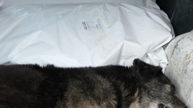Δικογραφία σε βάρος 45χρονου - Kατηγορείται ότι δηλητηρίασε με φόλα δύο αδέσποτα σκυλιά στην Αριδαία