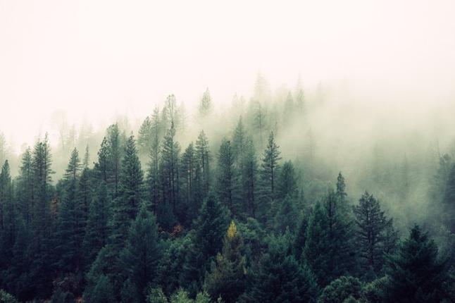 Πώς τα δέντρα μπορούν να σώσουν το κλίμα