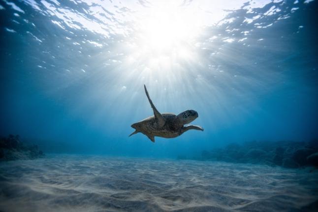 Τι μπορεί να κάνει κάποιος αν βρει τραυματισμένη ή νεκρή θαλάσσια χελώνα ή φωλιά