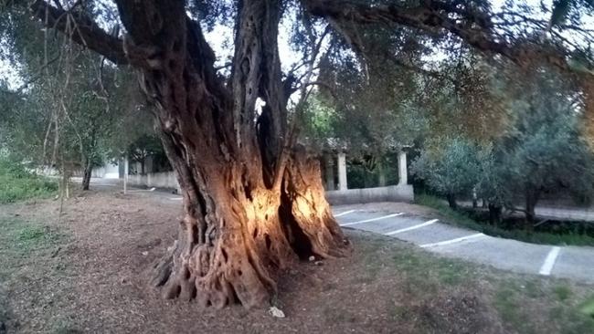 «Ευδοκία»: Η αρχαιότερη ελιά στον κόσμο βρίσκεται στην Κέρκυρα
