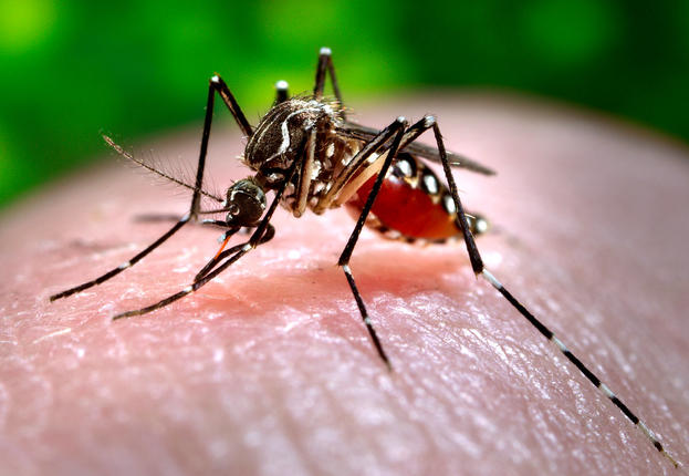 Ιός του Δυτικού Νείλου: Σε ποιες περιοχές κυκλοφορούν μολυσμένα κουνούπια